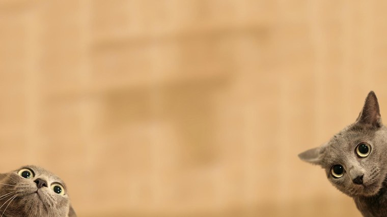 Котик под столом