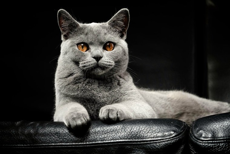 Шлепа военный кот