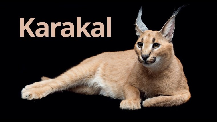 Каракал кот Шлеппа