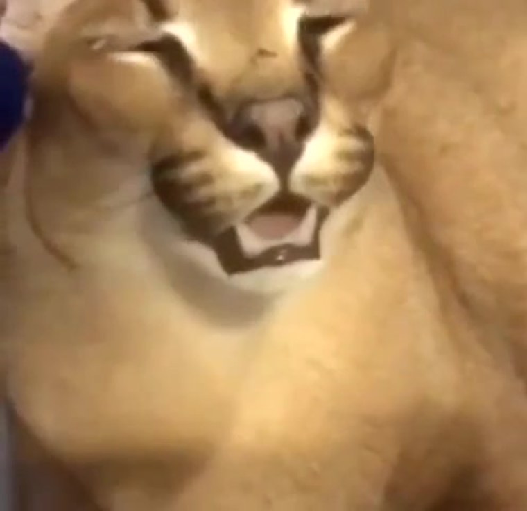 Каракал Гоша Шлеппа