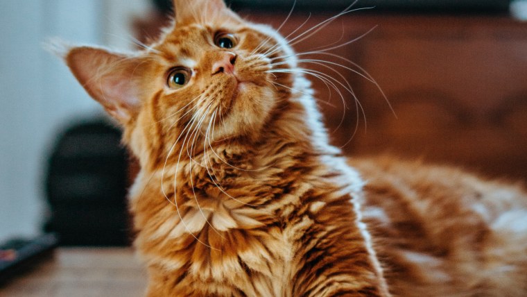 Шлёпа русский кот каракал