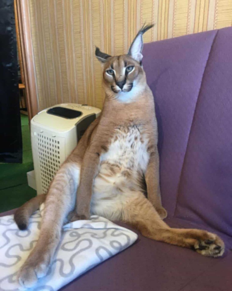 Каракал Шлепа