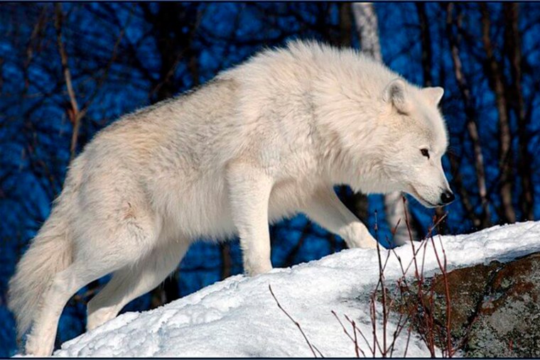 Арктический Полярный волк
