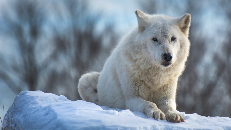 Арктический Полярный волк