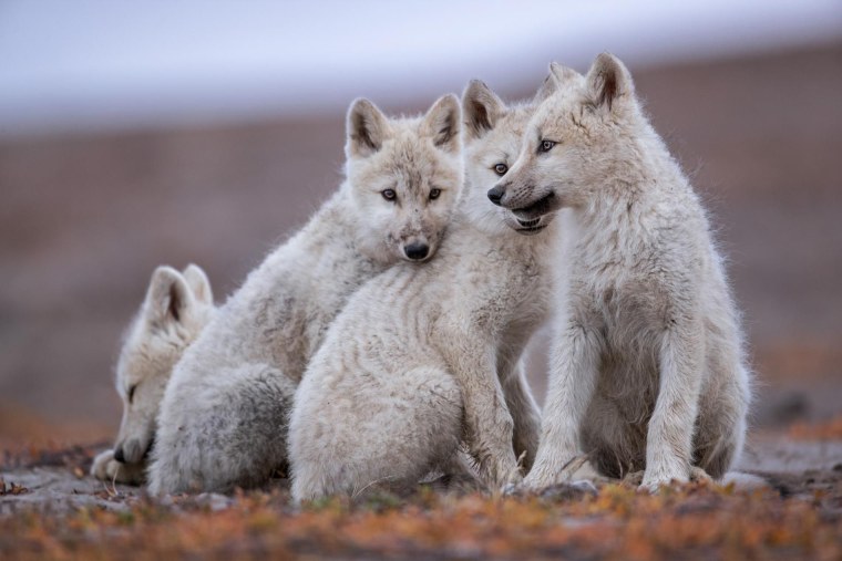 Мелвильский островной волк