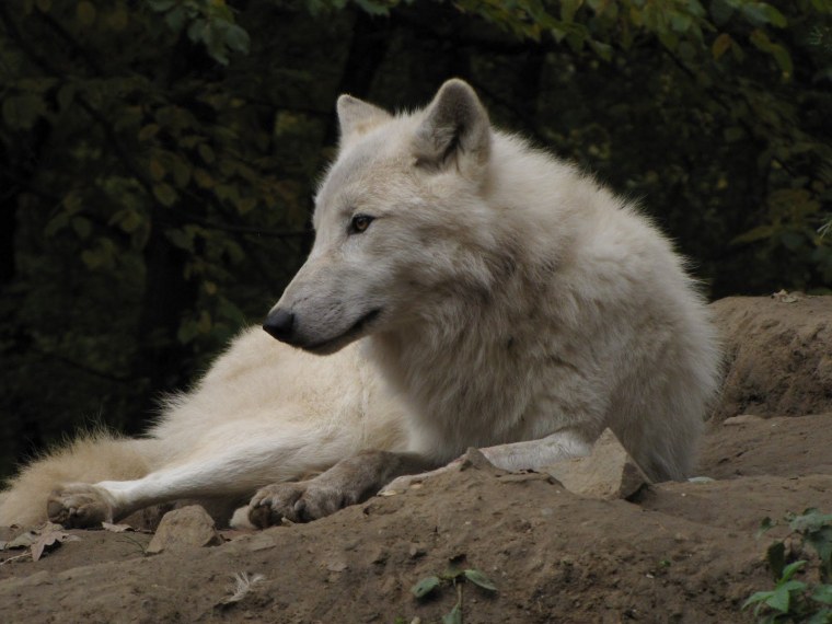 Волкособ альбинос