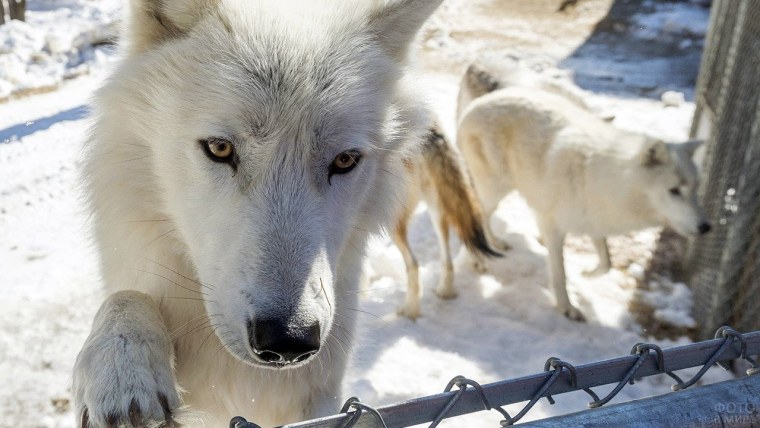 Ванкуверский островной волк
