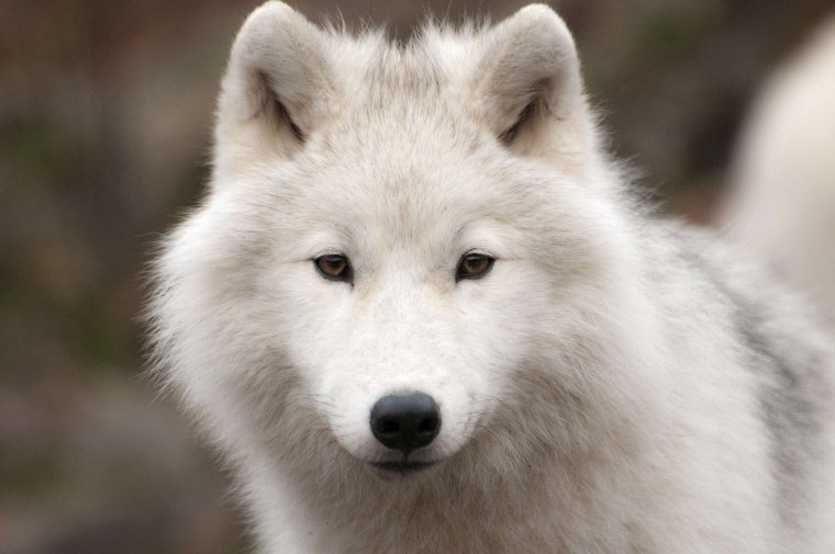 Arctic Wolf (Арктический волк)