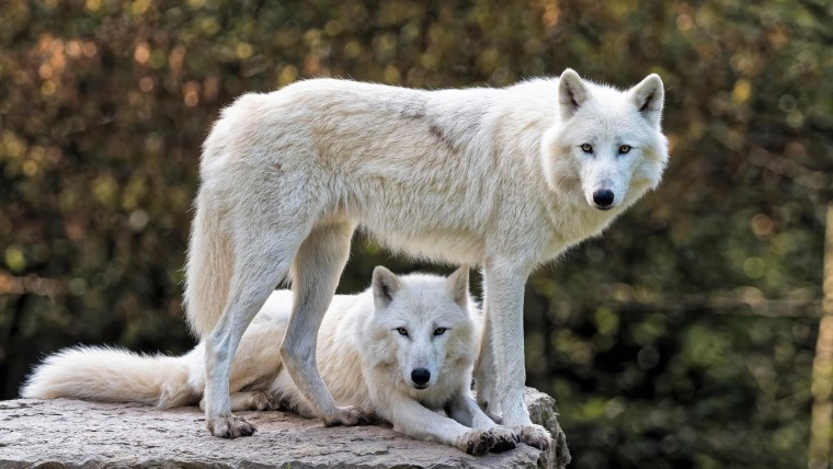 Arctic Wolf (Арктический волк)