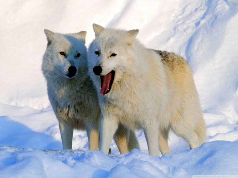 Мелвильский островной волк