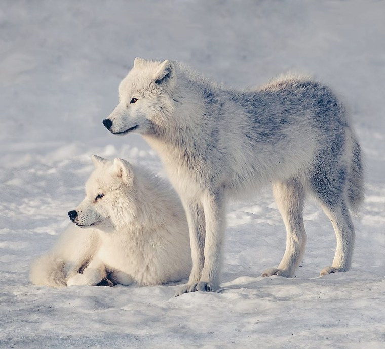 Мелвильский островной Волчонок