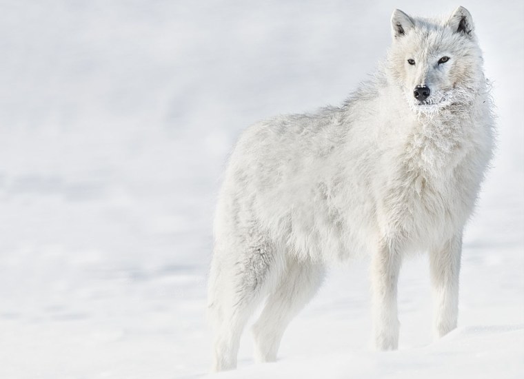 Белый Полярный волк