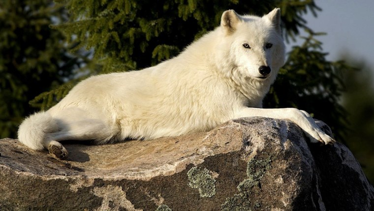 Волк Полярный тундровой