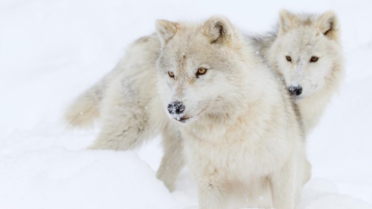 Arctic Wolf (Арктический волк)