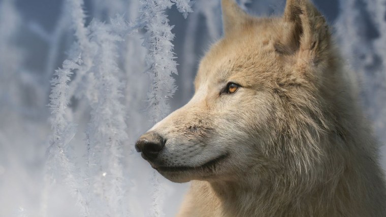 Макензийский Тундровый волк