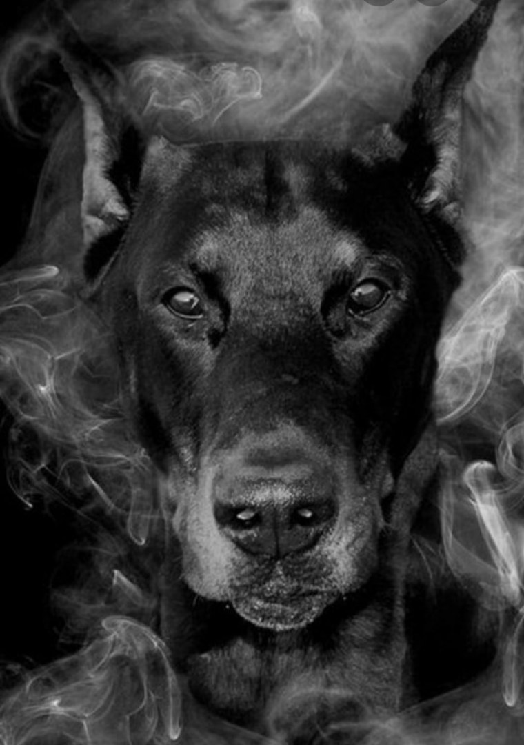 Доберман Анубис тату