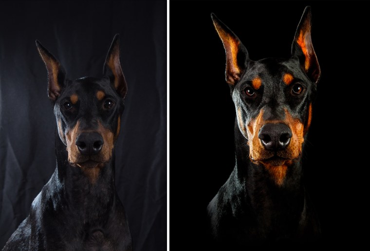 Доберман с розой