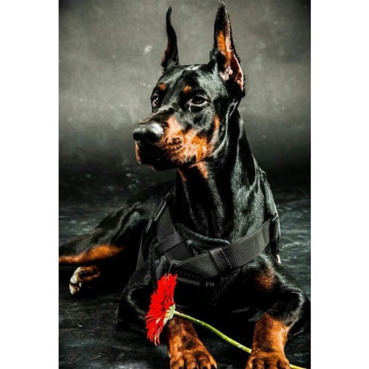 Собака Доберман добрый