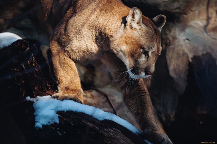 Горный тигр Пума