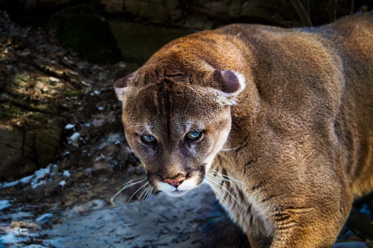 Пума горный Лев