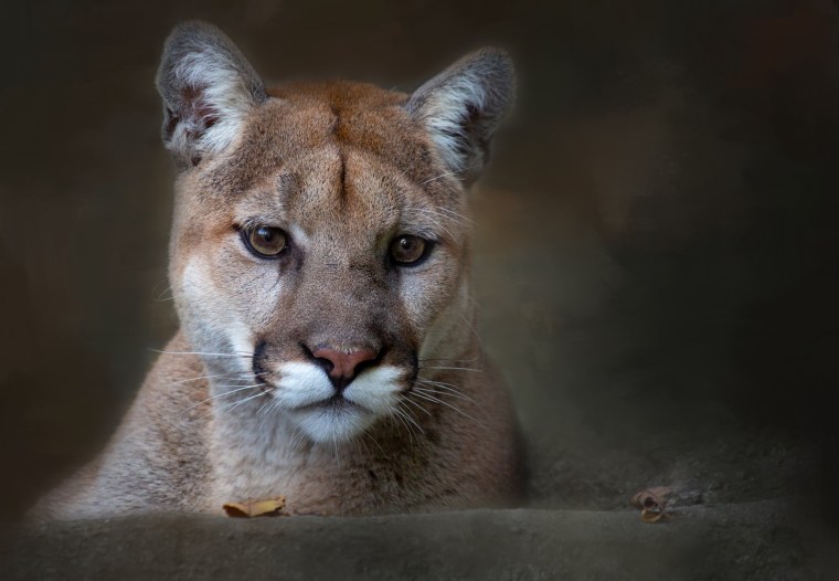 Амазонская Пума