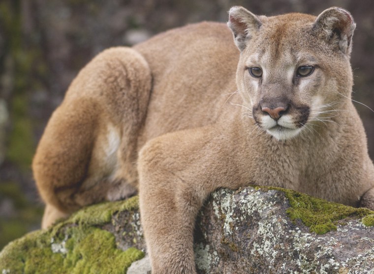 Канадская Пума
