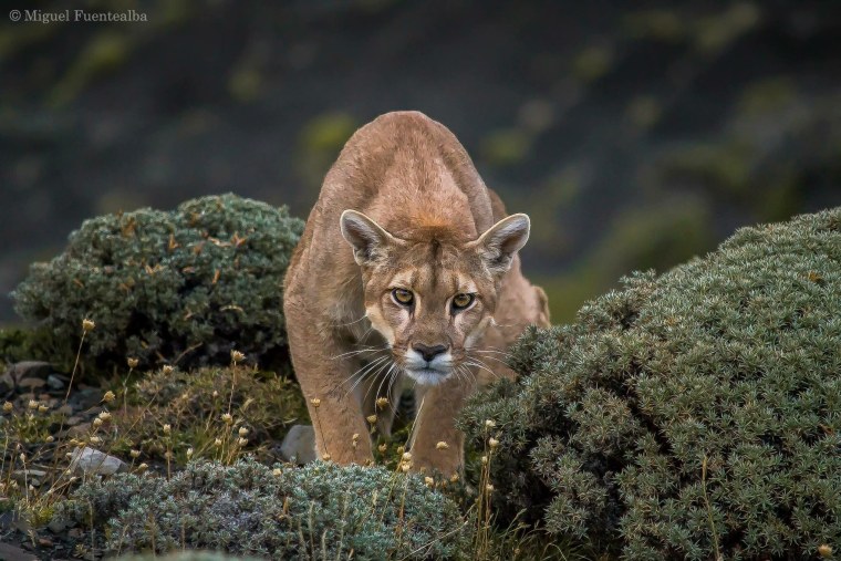 Пума Патагония