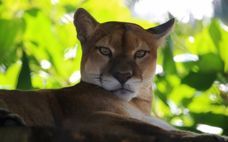 Пума цвет животного