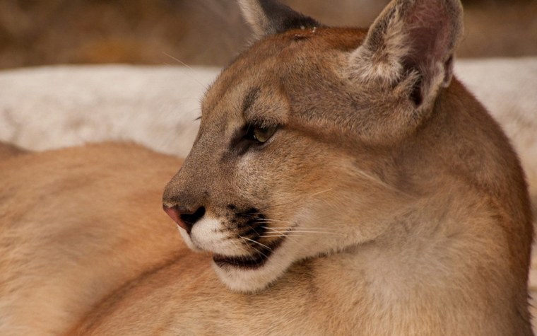 Пума (животное)