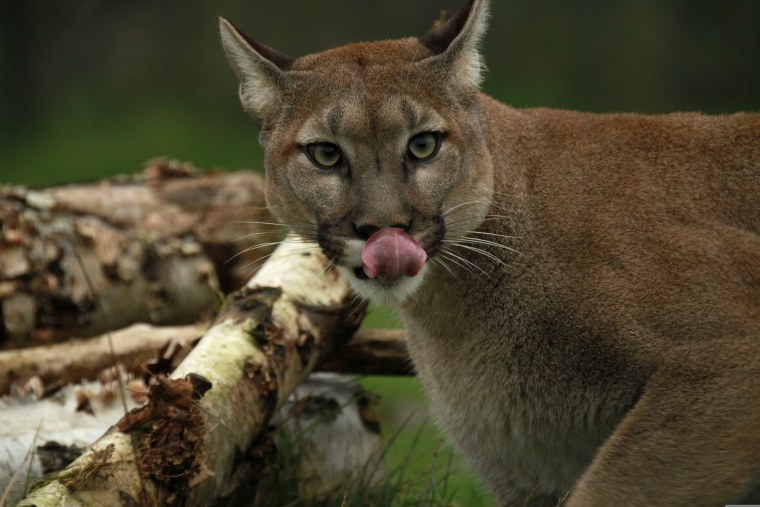 Флоридская Пума кушает