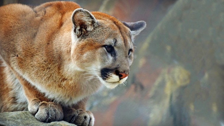 Азиатский горный Лев