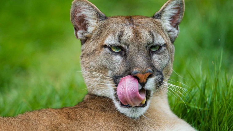 Пума Кугуар горный Лев Пума