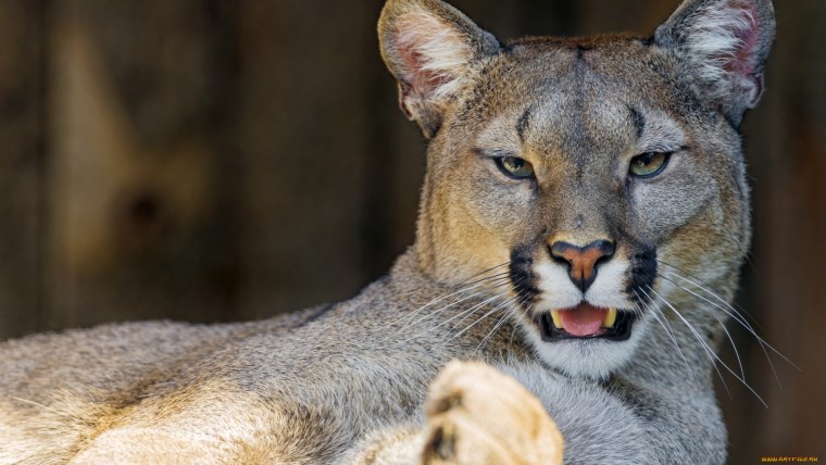 Флоридская Пума кушает