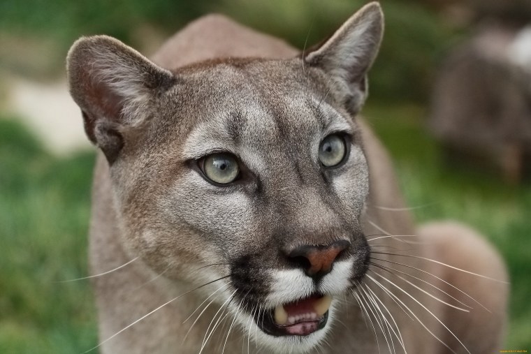 Пума коричневая