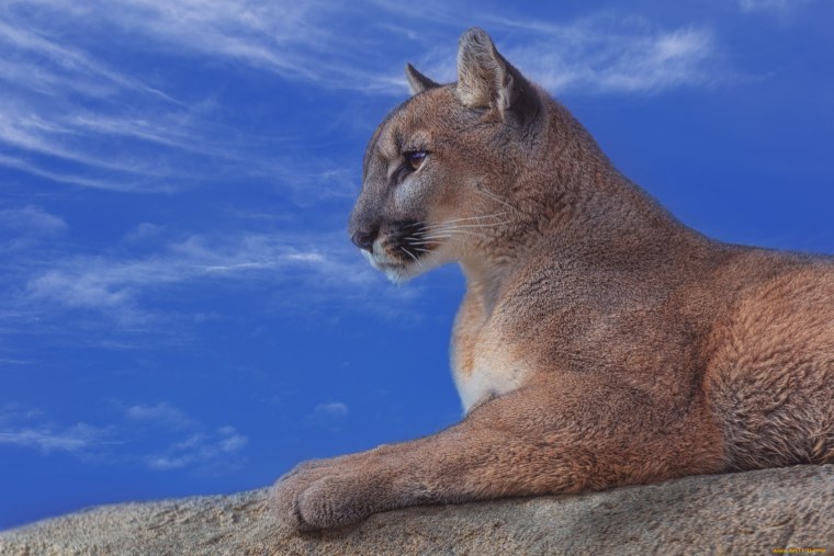 Панамериканская Пума