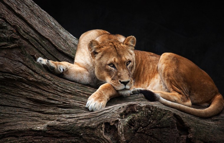 Грациозная львица