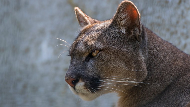 Саблезубый Кугуар