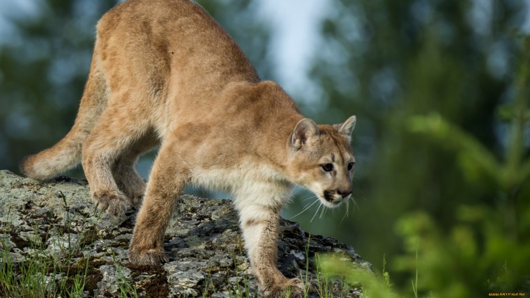 Пума горный Лев