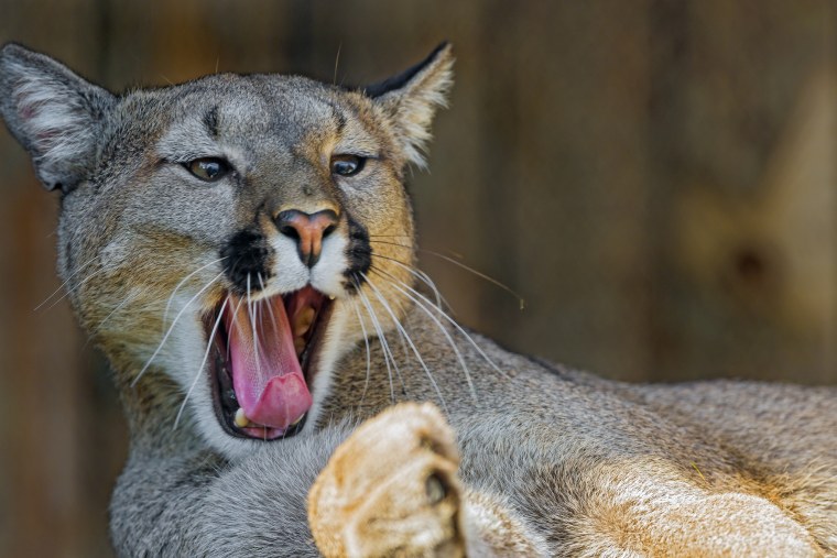 Горный тигр Пума