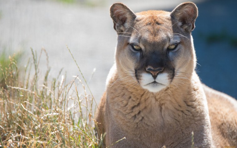 Калифорнийская Пума