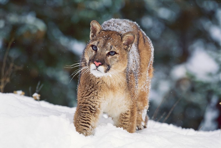 Зимняя Пума животное