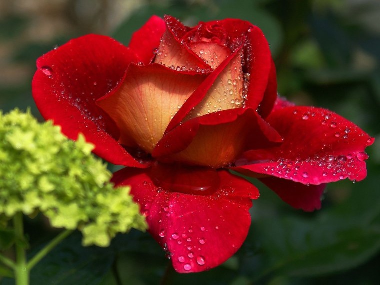 Гули Садбарг