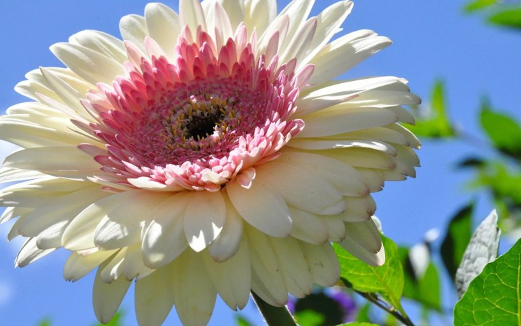 Гербер цветок