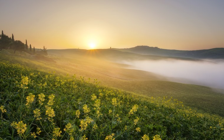 Утро природа поле