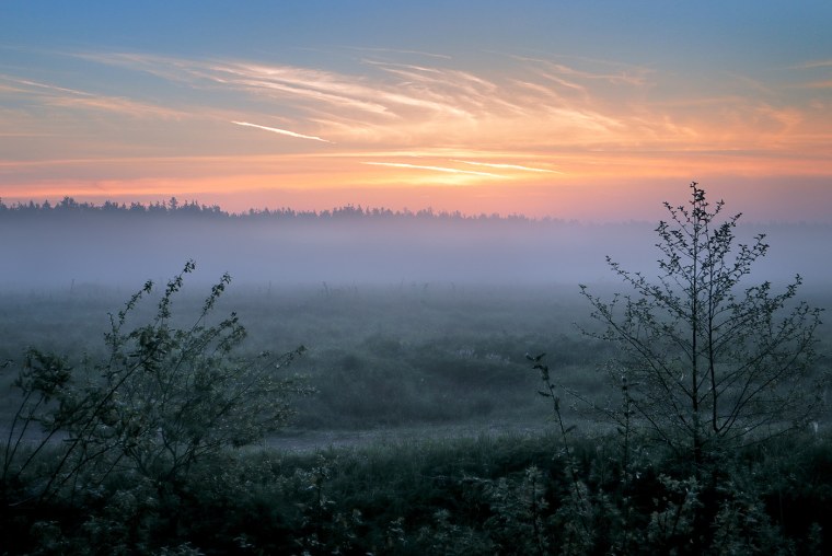 Рассвет в лесу