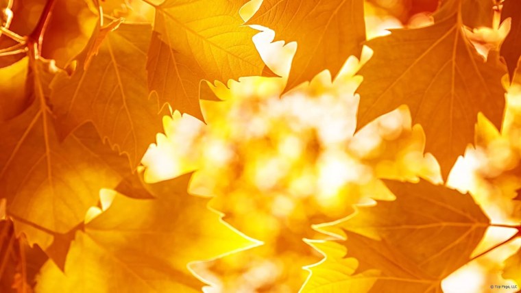 Осень листья солнце