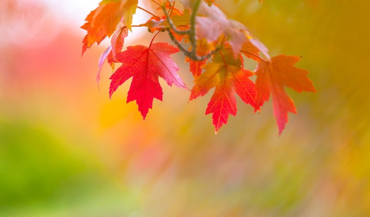 Золотая осень фон