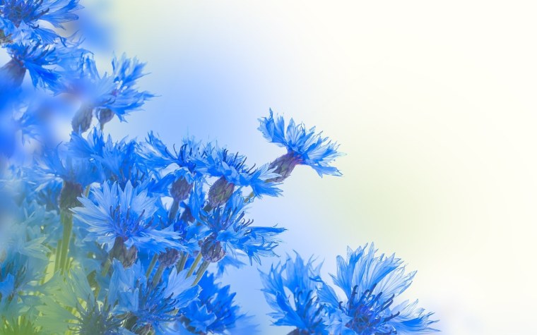 Синий фон с цветами