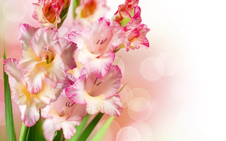 Гладиолус Кейн