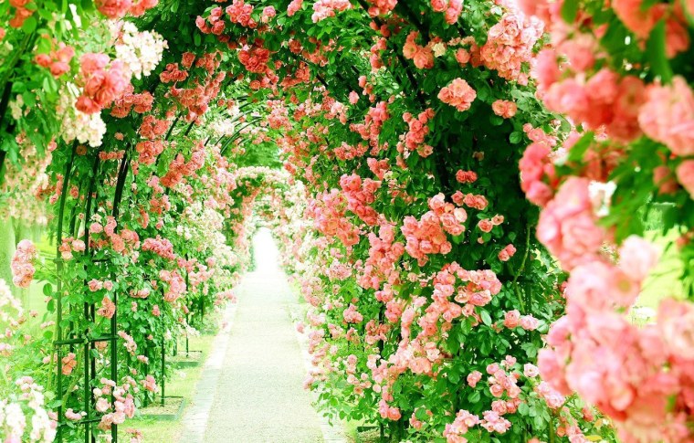 Плетистые розы Берсо